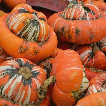 Turk's Turban Gourd Seeds