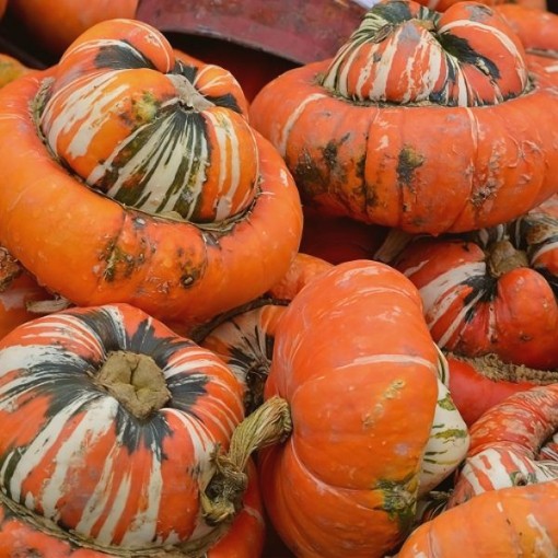 Turk's Turban Gourd Seeds