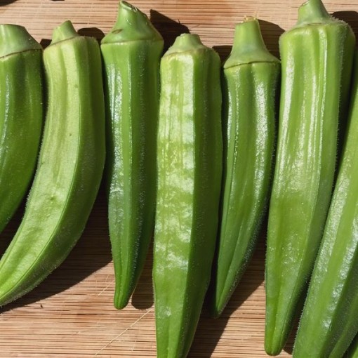 Evertender Okra Seeds