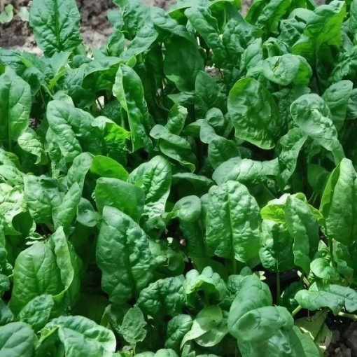 EG16-25  Cloud Nine  Eggplants      Tested 09/26 85% Lot 26 Hazzard’s