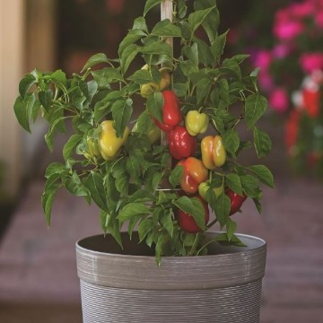 Prism Pepper Seeds