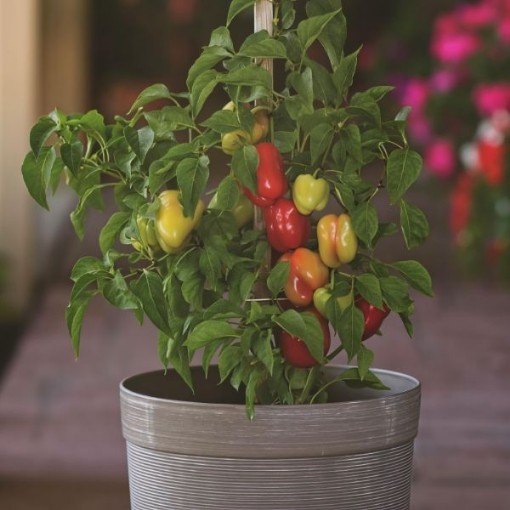 Prism Pepper Seeds