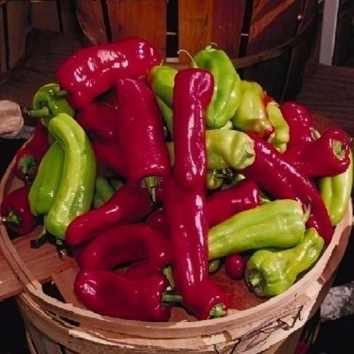 Italian Sweet Frying Pepper Seeds