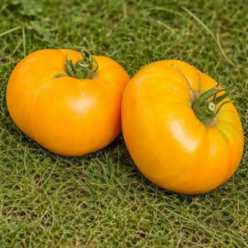 Aunt Gertie's Gold Tomato Seeds