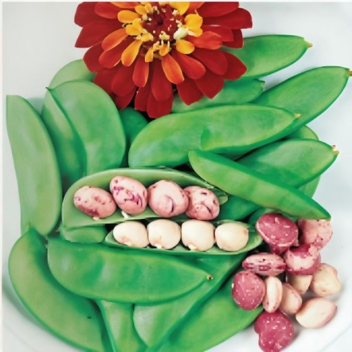 Dixie Speckled Butterpea Bean Seeds