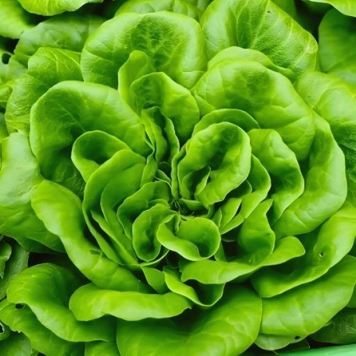 Bibb Lettuce Seeds