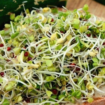 Broccoli Sprouting Seeds