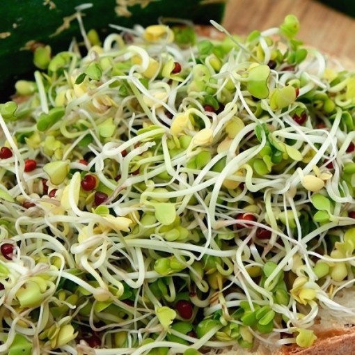 Broccoli Sprouting Seeds