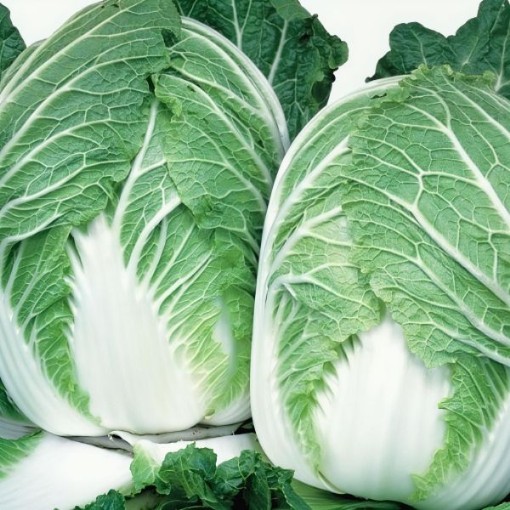 China Express Chinese Cabbage Seeds