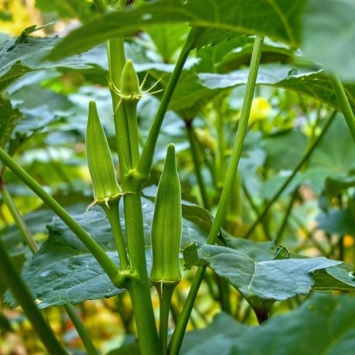 Jambalaya 2.0 Okra Seeds
