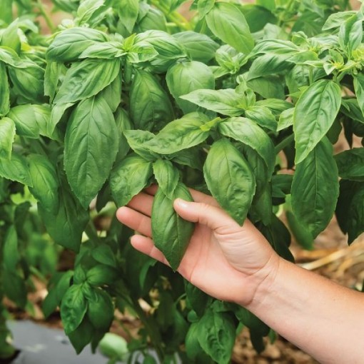 Prospera Basil Seeds