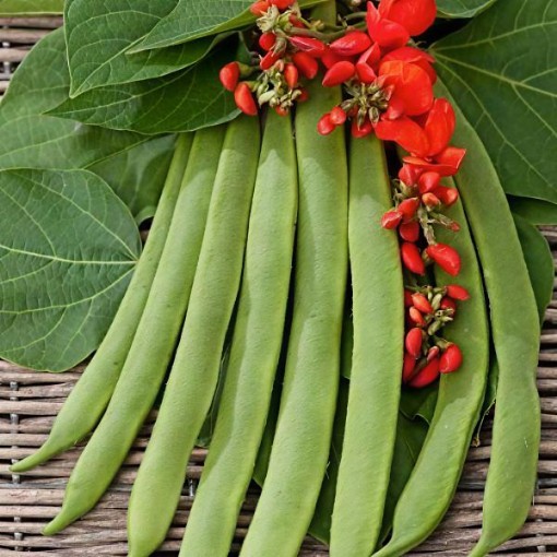 Scarlet Runner Bean Seeds