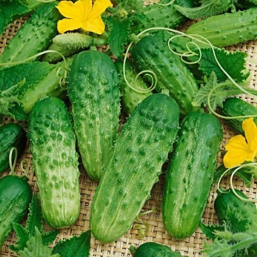 Pick a Bushel Cucumber Seeds