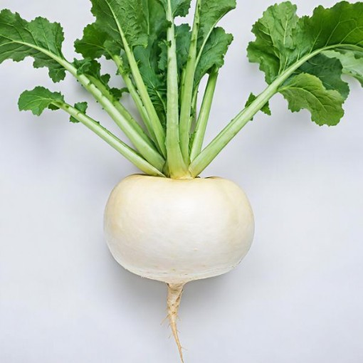 Just Right Turnip Seeds