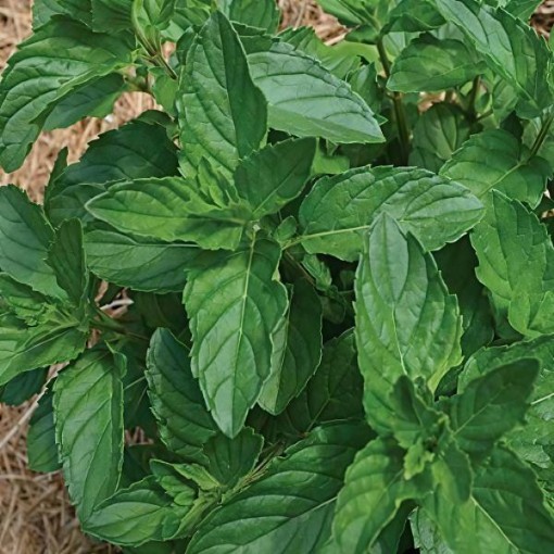 Spearmint Seeds