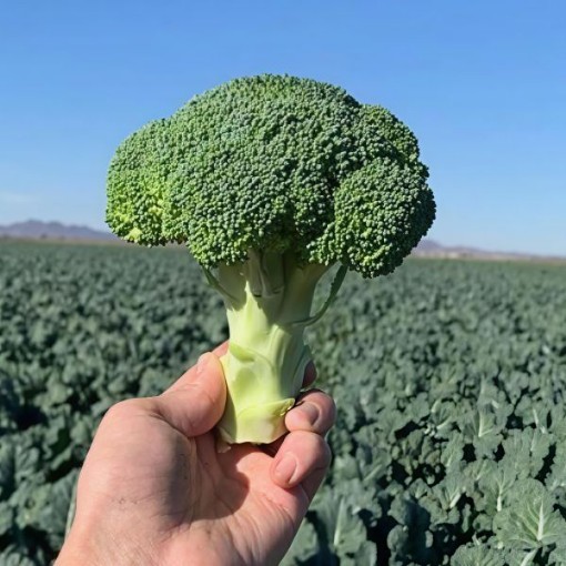 Jet Dome Broccoli Seeds