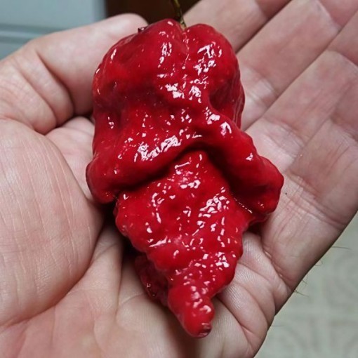 Apocalypse Scorpion Red Pepper Seeds