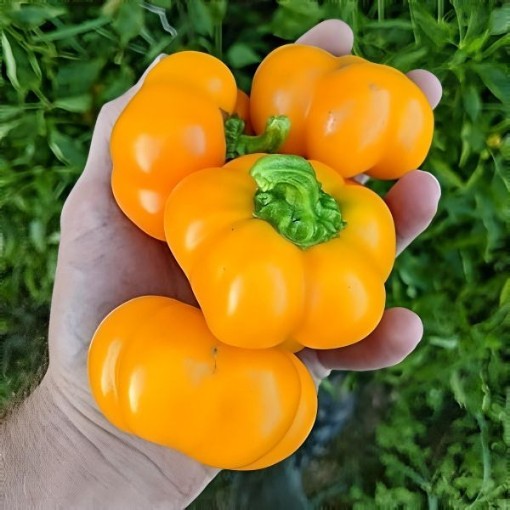 Doe Hill Golden Pepper Seeds