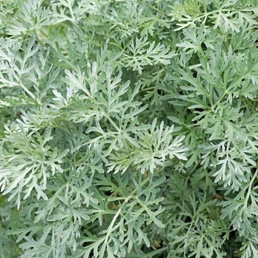 Wormwood Seeds