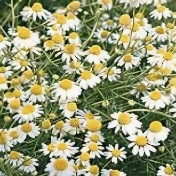 German Chamomile Seeds
