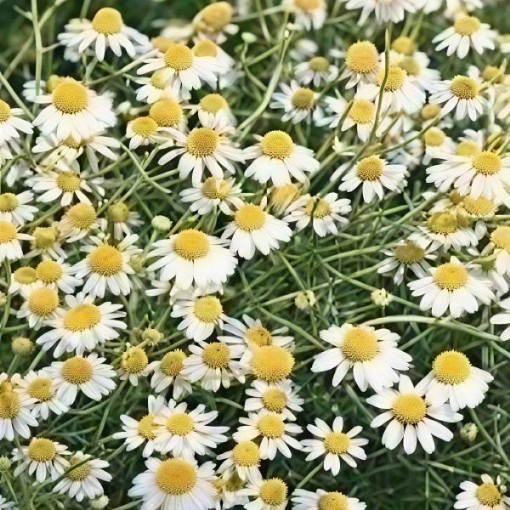 German Chamomile Seeds