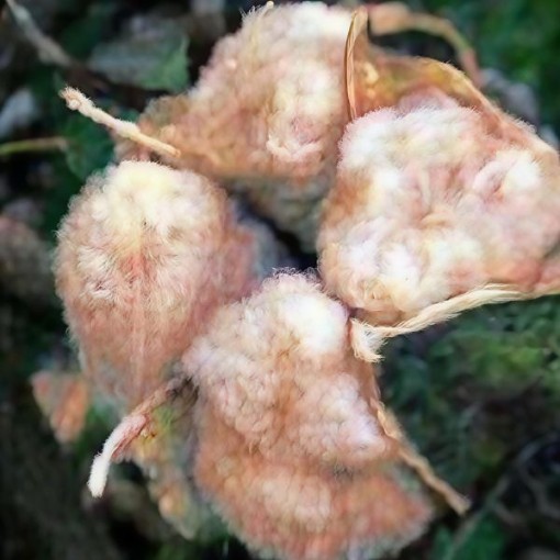 Nankeen Brown Cotton Seeds