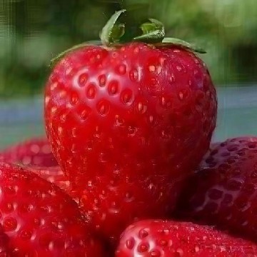 Alexandria Strawberry Seeds