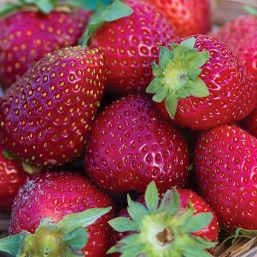 Elan Strawberry Seeds