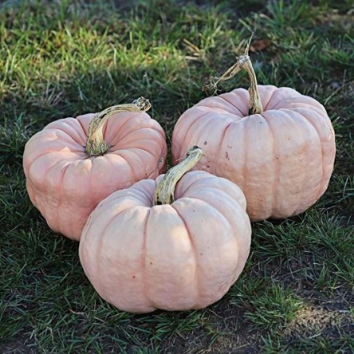 Porcelain Doll Pumpkin Seeds