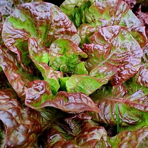 Bronze Mignonette Lettuce Seeds