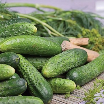 Rhinish Pickle Cucumber Seeds
