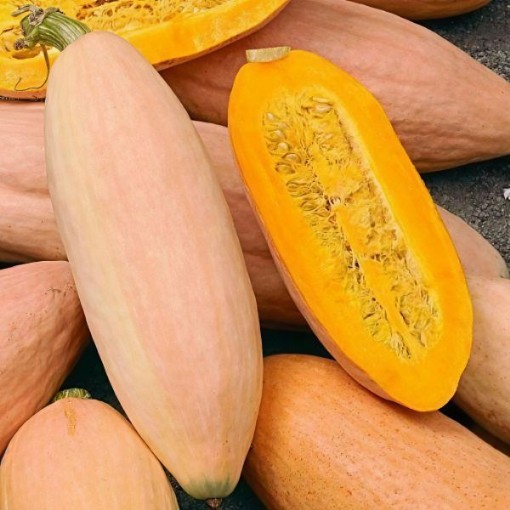 Jumbo Pink Banana Squash Seeds
