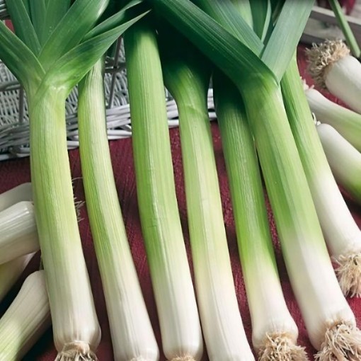 Carentan Leek Seeds