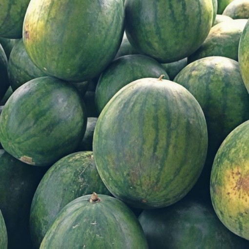 Striped Peacock WR-60 Watermelon Seeds
