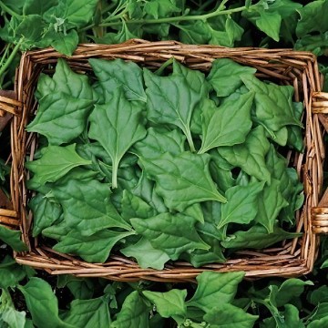 New Zealand Spinach Seeds