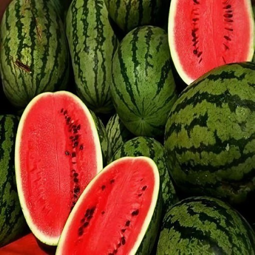 Kleckley Sweet Watermelon Seeds