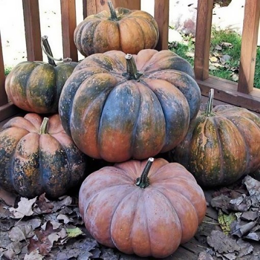 Musquee de Provence Pumpkin Seeds