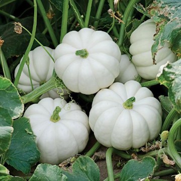 Baby Boo Pumpkin Seeds