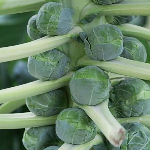 Scorpius Brussels Sprouts Seeds
