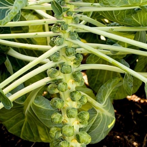 Cryptus Brussels Sprouts Seeds