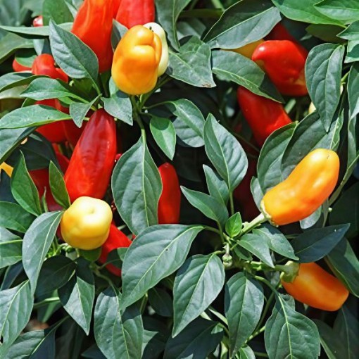 Sweet Pickle Pepper Seeds