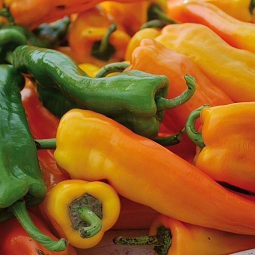 Golden Treasure Pepper Seeds
