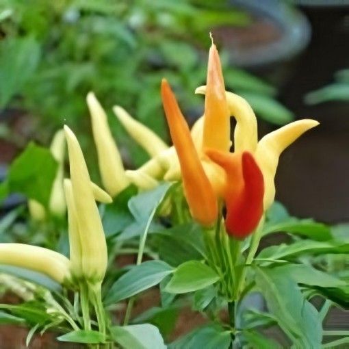 Fire n Ice Pepper Seeds