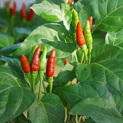 Thai Garden Bird Pepper Seeds