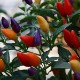 Chinese Five Color Pepper Seeds