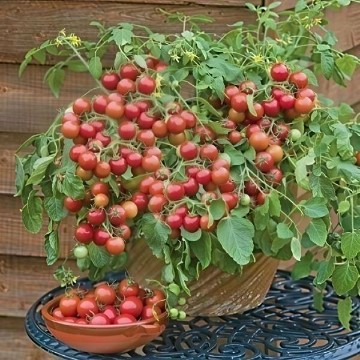 Cherry Falls Tomato Seeds