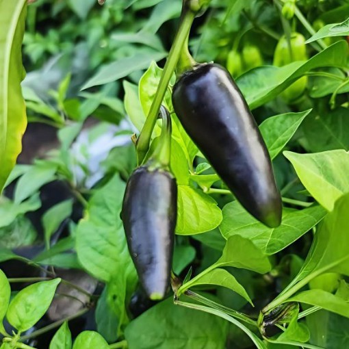 Czechoslovakian Black Pepper Seeds