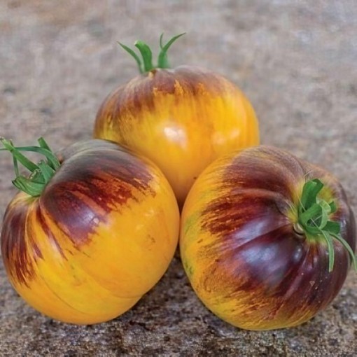 Alice's Dream Tomato Seeds