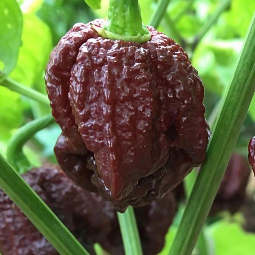 7 Pot Brain Strain Chocolate Pepper Seeds