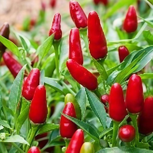 Thai Hot Ornamental Pepper Seeds